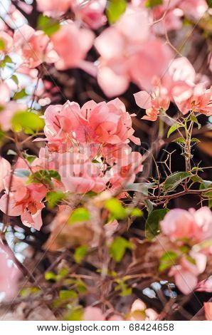 Paper Flowers Or Bougainvillea