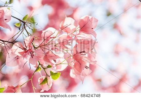 Paper Flowers Or Bougainvillea