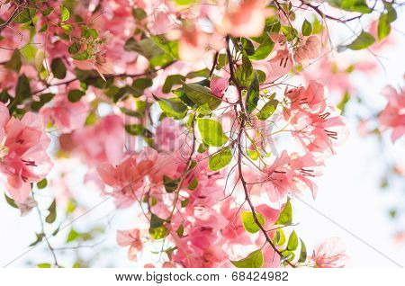 Paper Flowers Or Bougainvillea