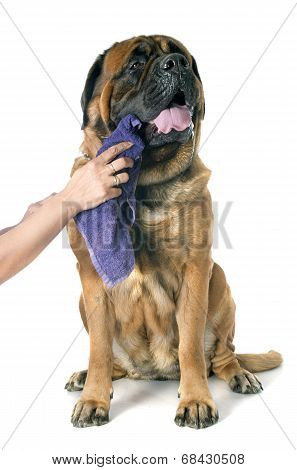 Mastiff
