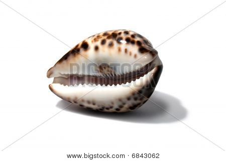 Cockleshell