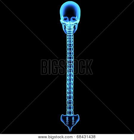 Skull with spinal cord