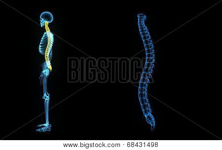 Spinal cord