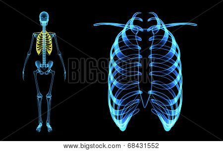 Rib Cage