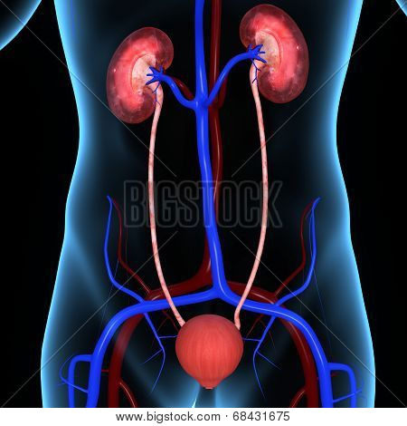 kidneys