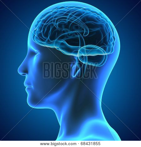 Human Brain