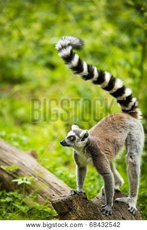 Lemur kata (Lemur catta)
