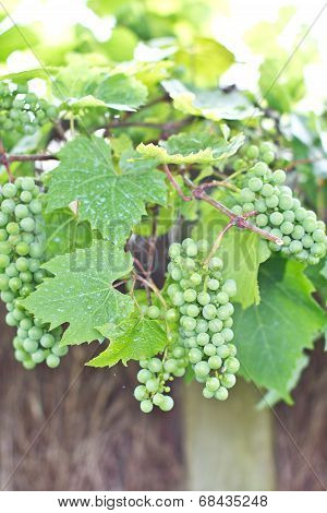 Green Wine Grapes