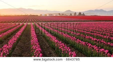 Campo Tulip Skagit Valley all'alba nebbiosa