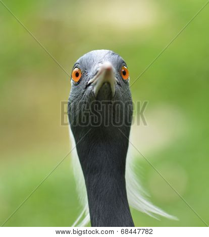 Demoiselle crane