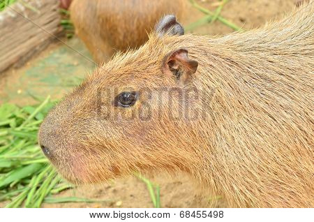 Close Up Of Capybara