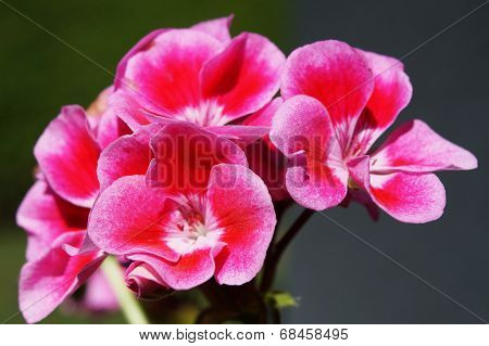 Geranium Close Up