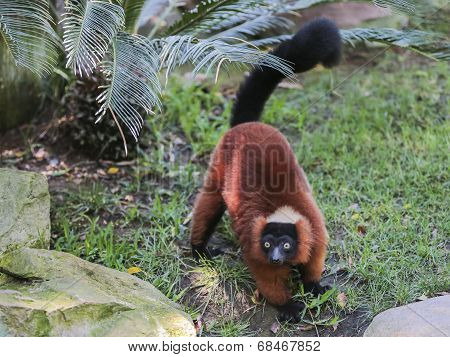 Red-bellied Lemur (eulemur Rubriventer)