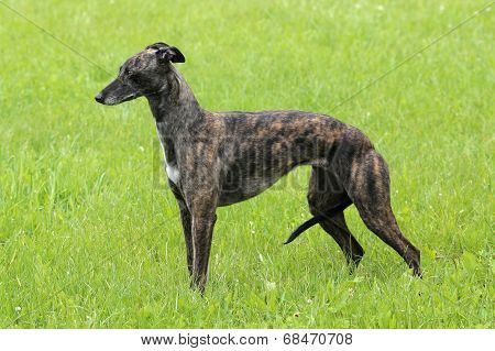 Portrait  Of Brown Wippet Dog On A Green Grass Lawn