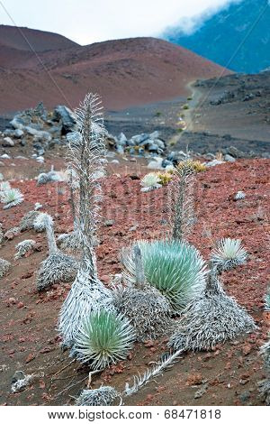 Haleakala Crater With Trails In Haleakala National Park On Maui Island Hawaii Panorama