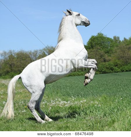 Amazing White Lipizzaner Prancing In Spring