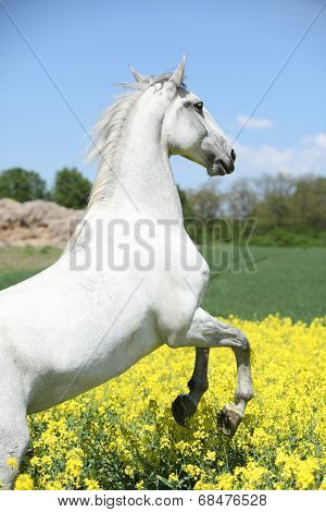 Amazing White Lipizzaner Prancing In Spring