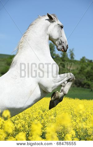 Amazing White Lipizzaner Prancing In Spring