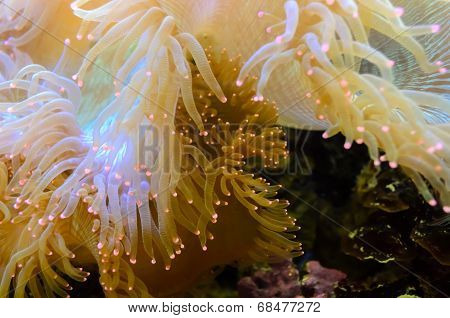 Anemones, Organism Of The Sea..
