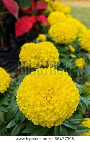 Yellow Marigold Flower