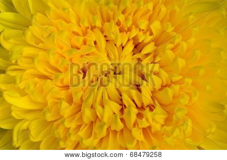Close-up Yellow Chrysanthemum Flower.