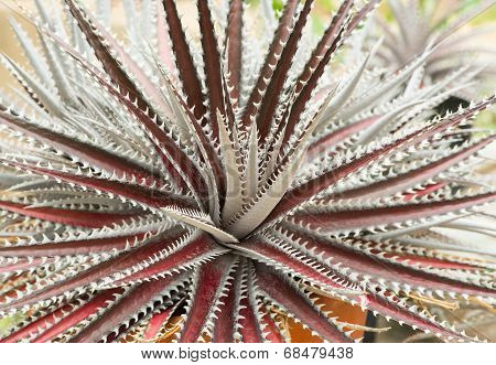 Desert Agave