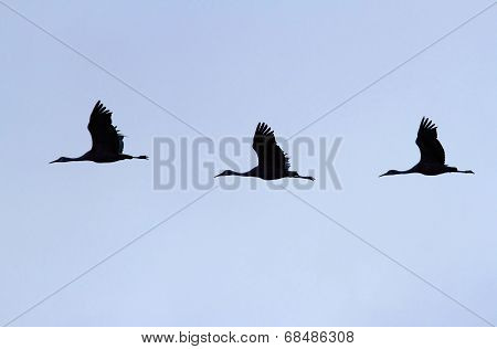 Sandhill Crane  (grus Canadensis)