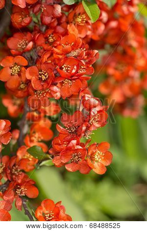 Red Spring