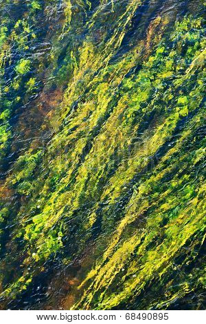 algae in river