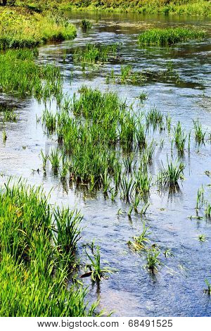 algae in river