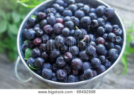 ripe blueberries