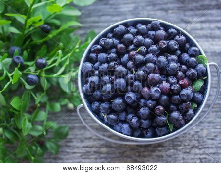 ripe blueberries