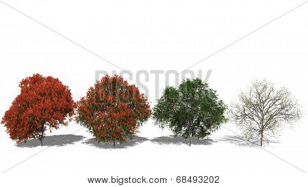 Delonix Regia (four Seasons)