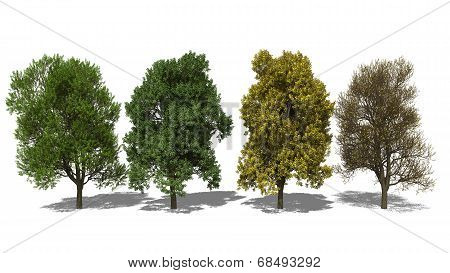 Quercus Robur (four Seasons)