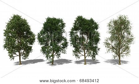 Syzygium Grande (four Seasons)