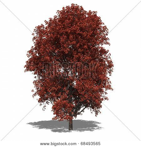 Acer Rubrum (autumn)