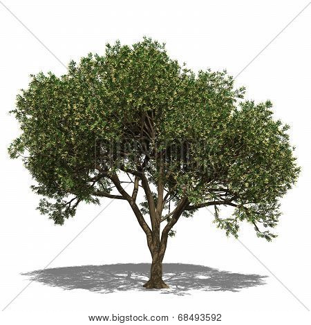 Adenanthera Pavonina (autumn)