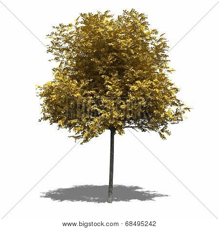 Robinia Pseudoacacia Umbraculifera (autumn)