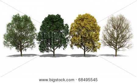 Acer Pseudoplatanus (four Seasons)
