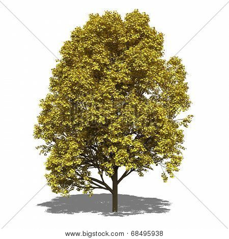 Acer Pseudoplatanus (autumn)