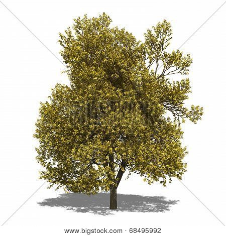 Quercus Robur (autumn)