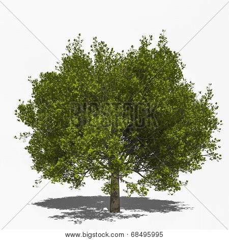 Acer Saccharum (summer)