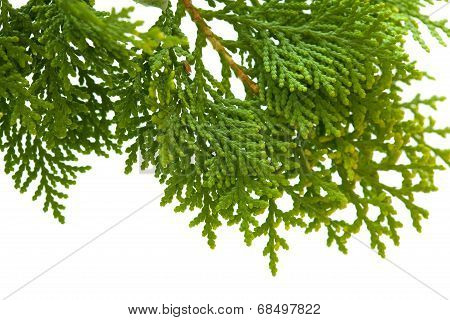 Brach Of Thuja
