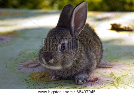 Bunny on the table