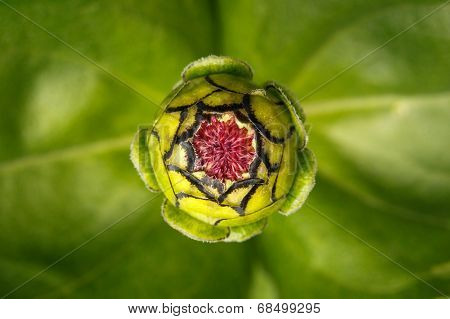 Zinnia Flower Head