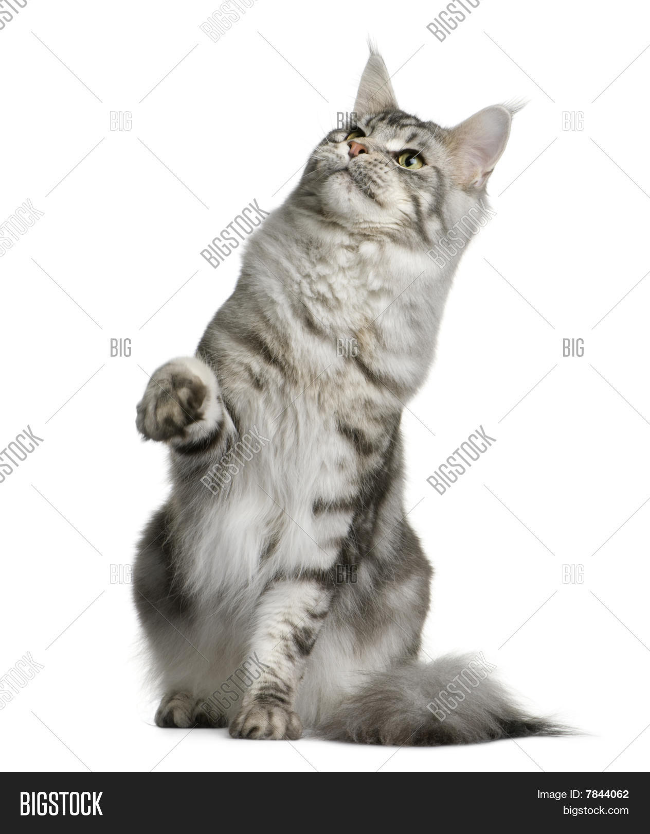Maine Coon, 1 Year Old Image & Photo (Free Trial) | Bigstock