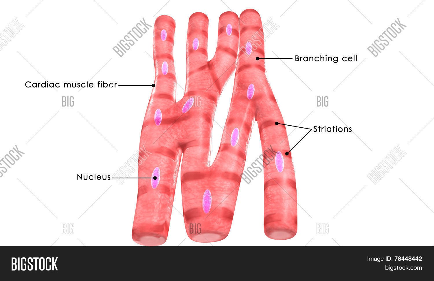 Cardiac Muscle Image Photo Free Trial Bigstock
