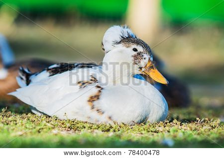 White Duck