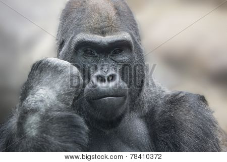 Portrait of a gorilla male, severe silverback close up.