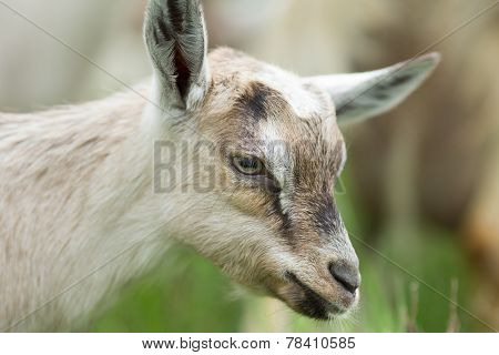 Alpine Goat